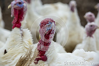 Turkey-poult Stock Photo