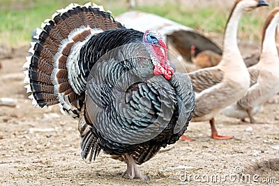 Turkey on the run Stock Photo