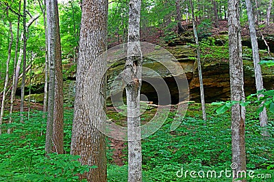 Turkey Run Forest Indiana Stock Photo