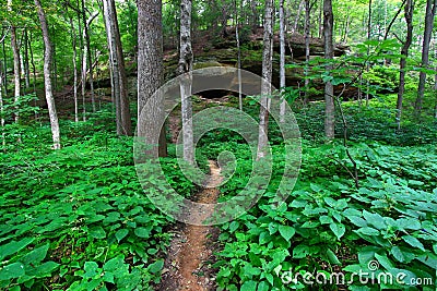 Turkey Run State Park Indiana Stock Photo