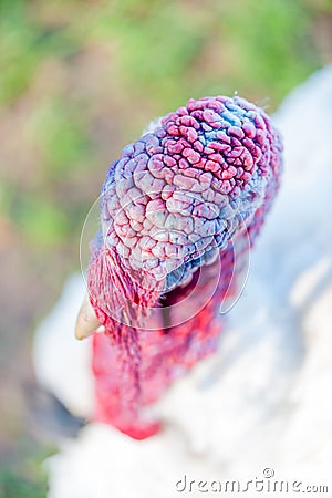 Turkey's head, snood and beak Stock Photo