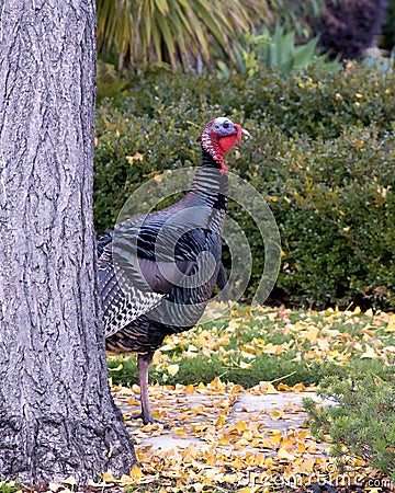 Turkey on sidewalk walking past a tree Stock Photo