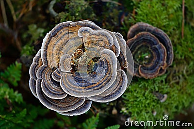 Turkey Tail Fungus Stock Photo