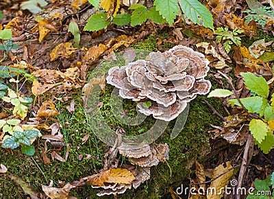 Turkey tail mushroom fungus growing on log Stock Photo