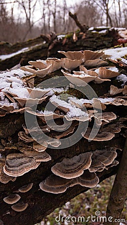 Turkey tail mushroom on a tree trunk. Trametes versicolor medicinal helthcare plant in the forest during autumn Stock Photo