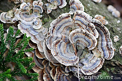 Turkey Tail Mushrooms Stock Photo