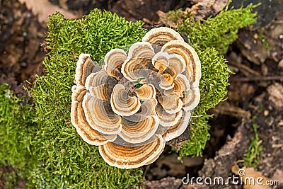 Turkey tail mushrooms Stock Photo