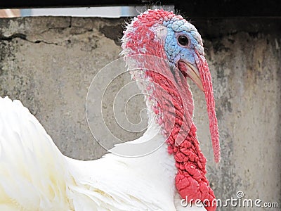 Turkey Stock Photo