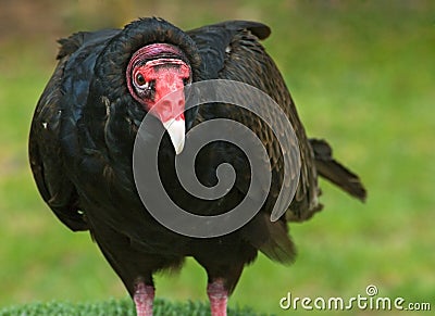 Turkey Vulture Stock Photo