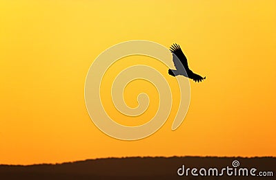 Turkey vulture Stock Photo