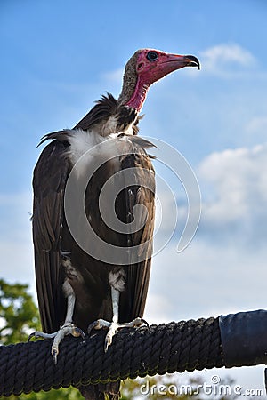 Turkey Vulture observes something intensely Stock Photo