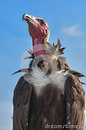 Turkey Vulture observes something intensely Stock Photo