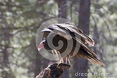 Turkey Vulture Bird Landing on Tree Stock Photo