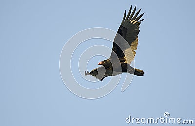 Soaring Turkey Vulture, Georgia, USA Stock Photo