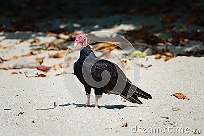 Turkey Vulture at Grande Riviere beach in Trinidad and Tobago Stock Photo