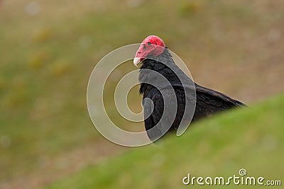 Turkey vulture, Cathartes aura, ugly black bird with red head, sitting on green grass meadow, Falkland Islands Stock Photo