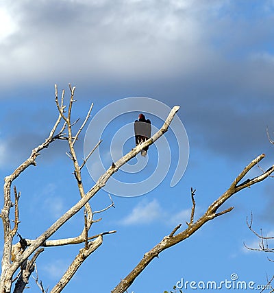 Turkey Vulture in Dead Tree Stock Photo