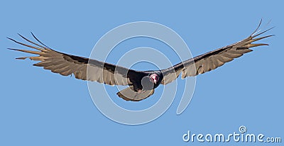 Turkey Vulture Stock Photo