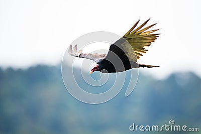 A turkey vulture in flight / close up Stock Photo