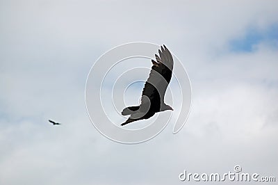 Turkey Vulture flying Stock Photo