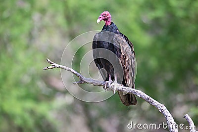 Turkey Vulture looking ahead Stock Photo