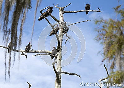 Turkey Vulture roost in dead cypress tree and Spanish Moss in swamp Stock Photo