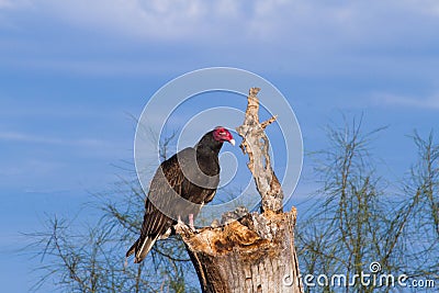 Turkey Vulture Stock Photo