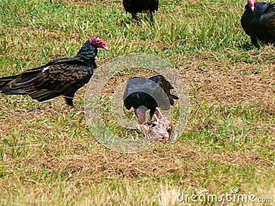 Turkey Vultures Cathartes aura in Cuba Stock Photo