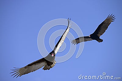 Turkey Vultures in Flight Stock Photo