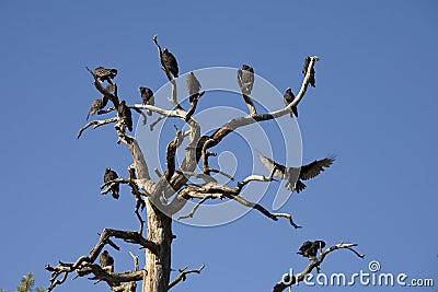 Turkey Vultures roosting in a snag Stock Photo