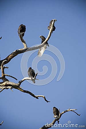 Turkey Vultures roosting in a snag Stock Photo