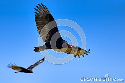 Turkey Vultures Stock Photo