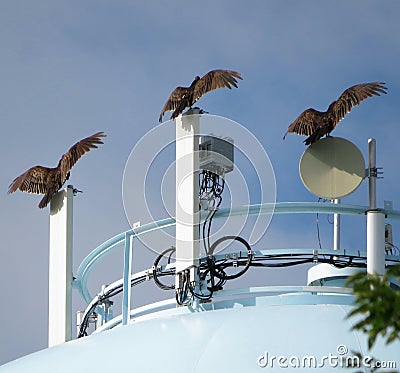 Turkey Vultures on a Water Tower Stock Photo