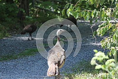 Turkey, Wild Meleagris gallopavo Stock Photo