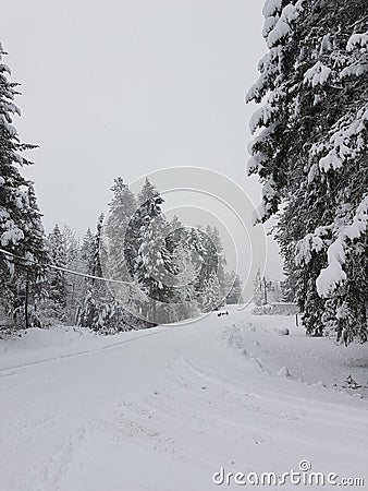 Turkey& x27;s on a winter road .Christina Lake BC Stock Photo