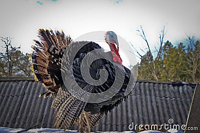 A turkey in the yard at a close-up poultry farm dominates in winter. Stock Photo