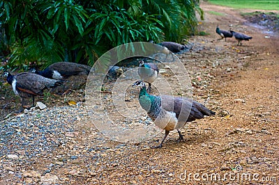 Turkeys walking in the field looking Stock Photo