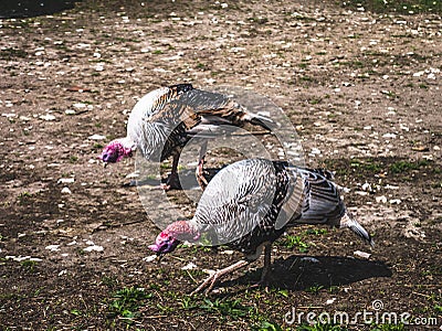 Turkeys walking on the paddock in the countryside Stock Photo