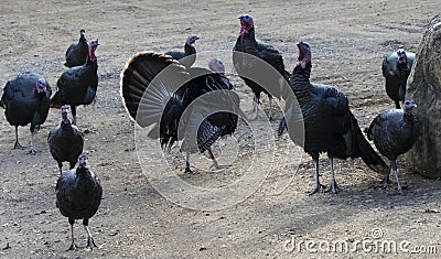 Wild Turkeys around Thanksgiving on sand Stock Photo