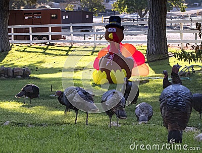 Wild Turkeys around Thanksgiving on a farm Stock Photo