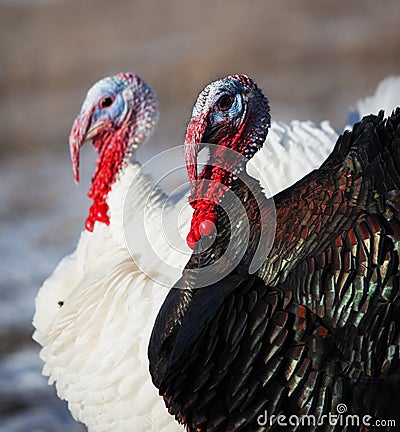 Turkeys in winter field Stock Photo