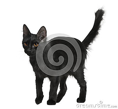 Turkish Angora (18 months old) Stock Photo