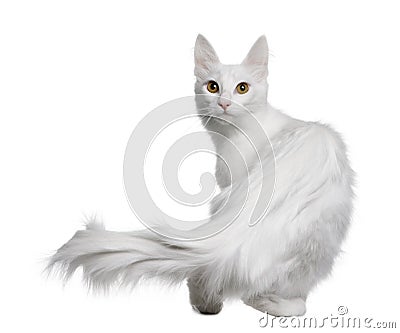 Turkish Angora (18 months old) Stock Photo