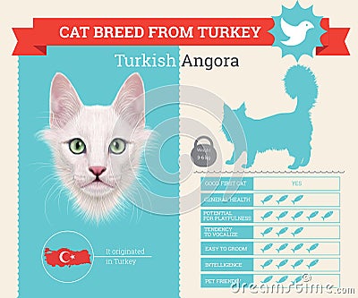 Turkish Angora Cat breed infographics Stock Photo