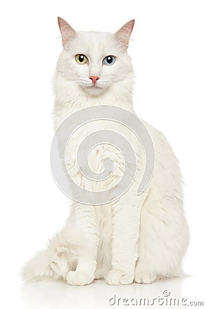 Turkish Angora cat on a white background Stock Photo