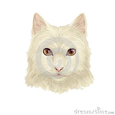 Turkish Angora kitten breed of domestic cat. White white Turkish Angora cat isolated domestic animal. Digital art illustration Cartoon Illustration