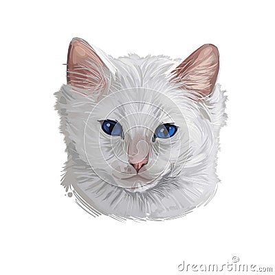 Turkish Angora kitten breed of domestic cat. White white Turkish Angora cat isolated domestic animal. Digital art illustration Cartoon Illustration