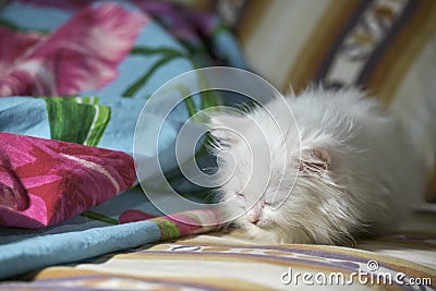 Turkish angora kitten sleeps on bed Stock Photo
