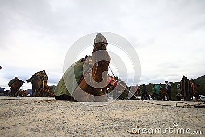 A Turkish camel got prepared for Camels wrestling Editorial Stock Photo