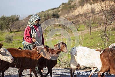 Turkish Goatherd with a herd of goats Editorial Stock Photo